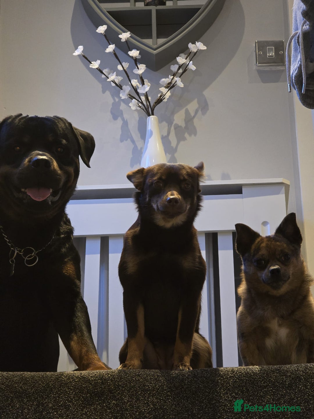 Rottweiler dogs for stud: ROTTWEILER FOR STUD - Image 3