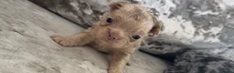 French Bulldog dogs for sale: Beautiful French Bulldog Puppies  - Advert 8