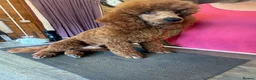 Miniature Poodle dogs for sale: Stunning boy, lovely temperament, deep red,  - Advert 5