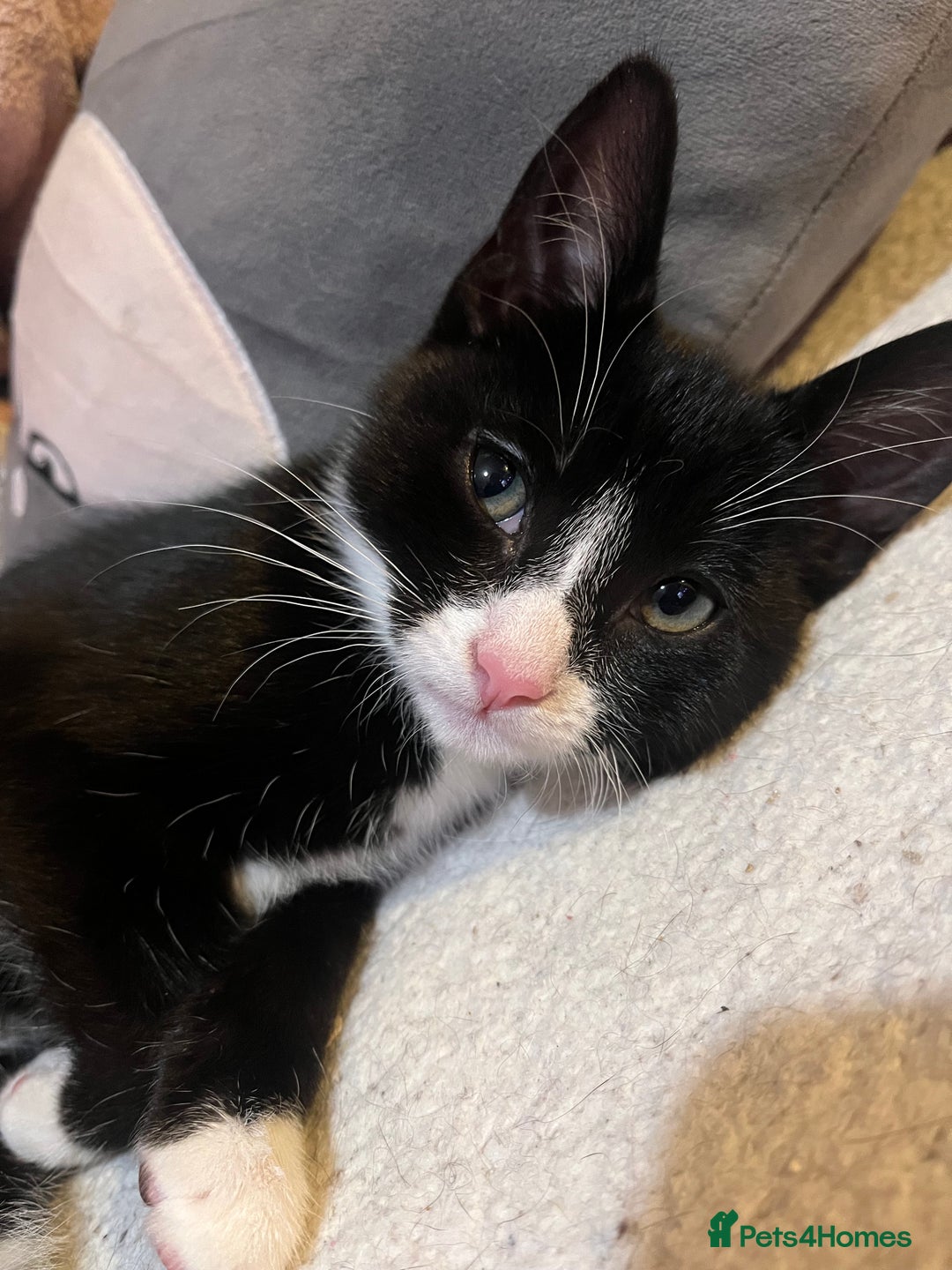 Mixed Breed cats for sale: 12 WEEK OLD FEMALE KITTEN  - Advert 2