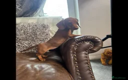 Dachshund dogs for sale: dachshund puppies - Image 11