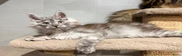 Maine Coon cats for sale: TICA REGISTERED Maine coon kitten ready now - Advert 3