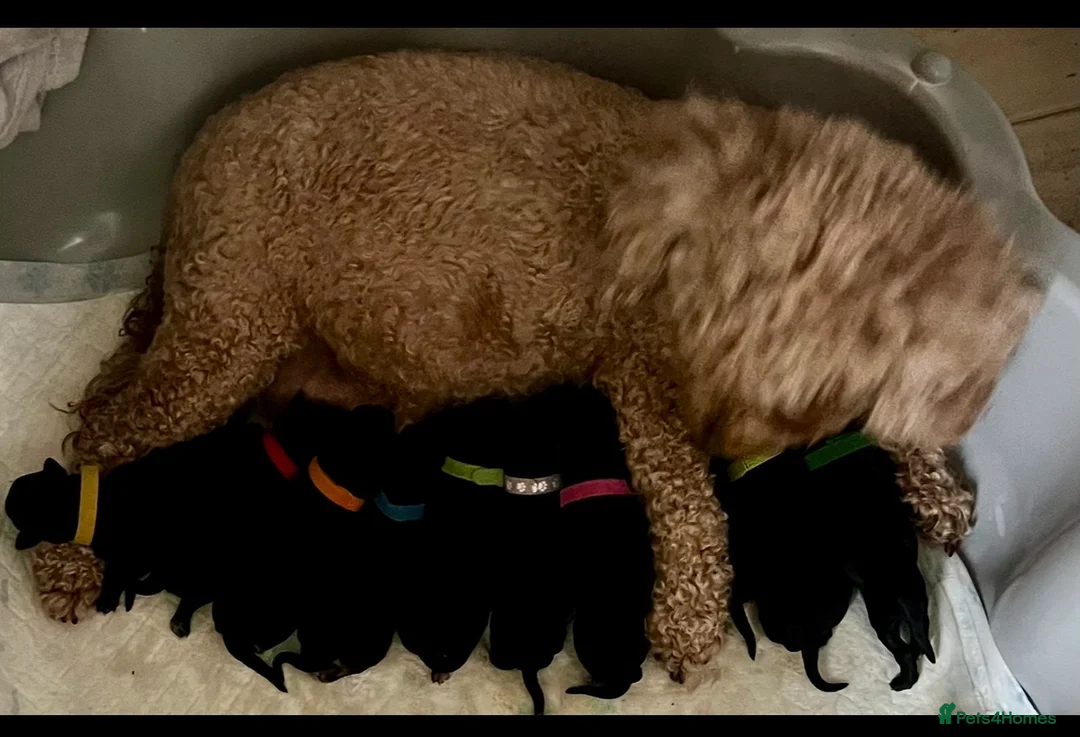 Cavapoo dogs for sale: 🐶🐾Cavaschnauzer🐾🐶Adorable Pups🐾🐶 - Advert 2