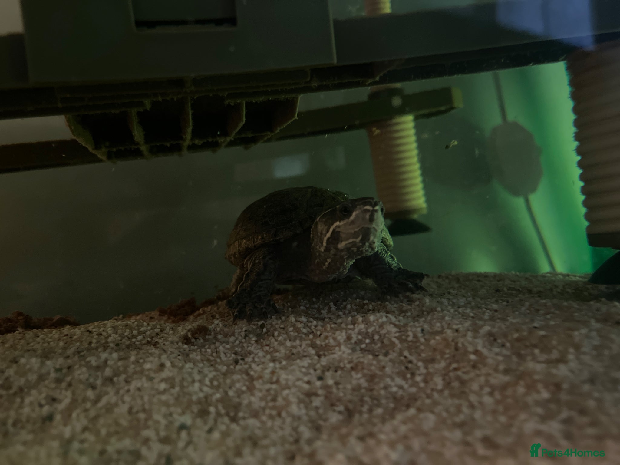 Turtle reptiles 2 musk turtles  - Advert 2