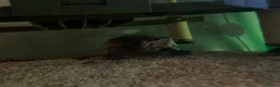 Turtle reptiles for sale: 2 musk turtles  in Newark - Advert 1