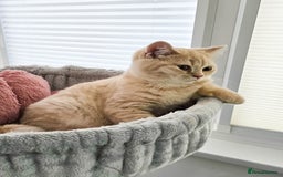 British Shorthair cats for sale: Rare Cream Kitten Ready For New Home - Image 13
