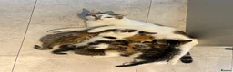 Mixed Breed cats for sale: Gorgeous little of kittens for sale  in Maidenhead - Advert 10