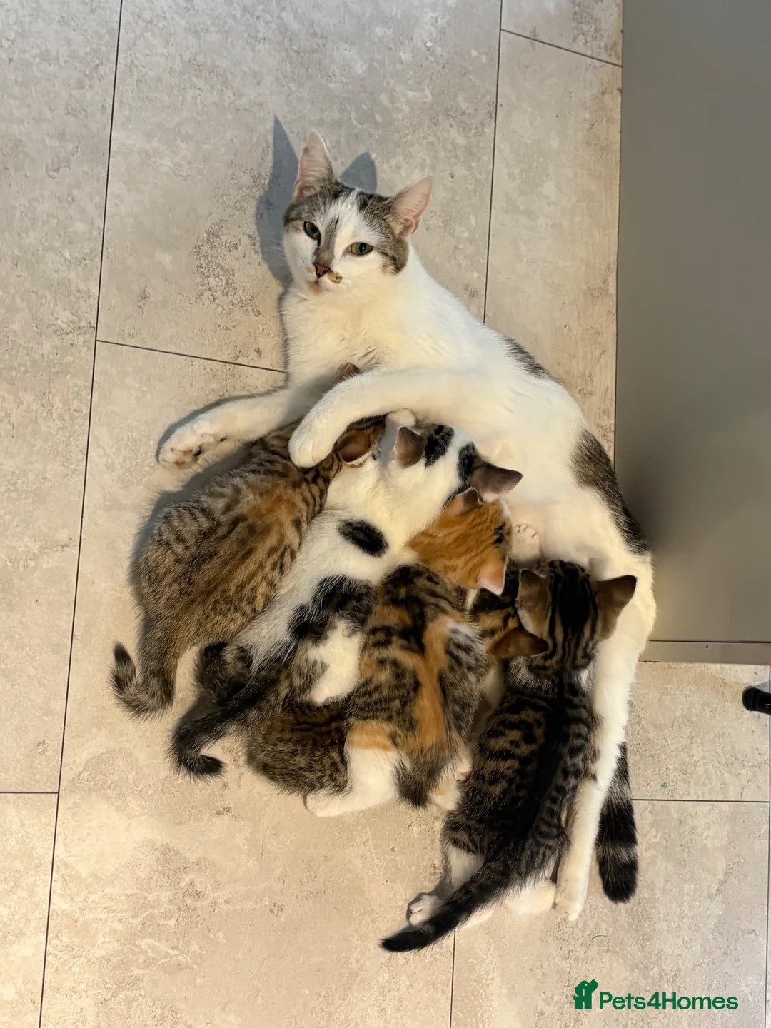 Mixed Breed cats for sale: Gorgeous little of kittens for sale  in Maidenhead - Advert 10