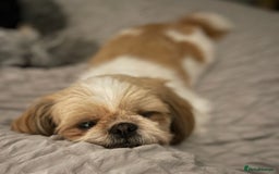 Shih Tzu dogs for sale: 🐾 Sweet Shih Tzu Looking for a Loving Home 🐾 - Image 3