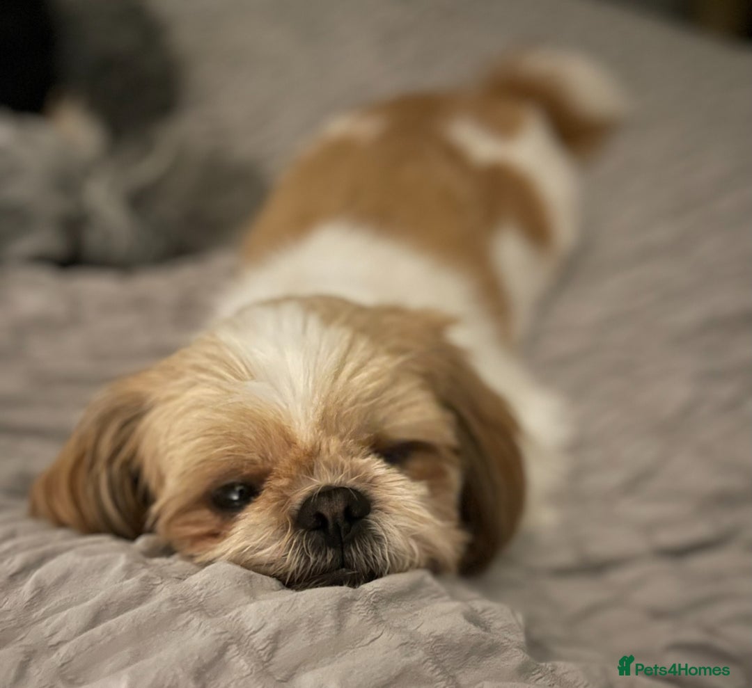 Shih Tzu dogs for sale: 🐾 Sweet Shih Tzu Looking for a Loving Home 🐾 - Image 3