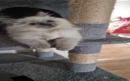 Ragdoll cats for sale: Last Girl Blue point - Ready Now   - Image 6