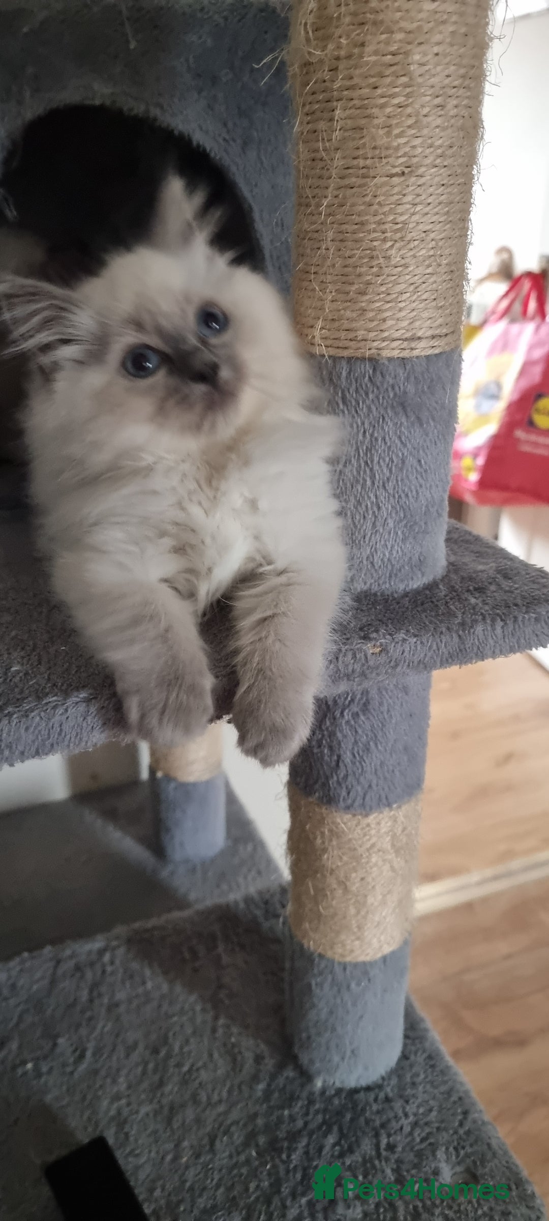 Ragdoll cats for sale: Last Girl Blue point - Ready Now   - Image 6