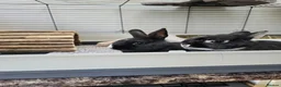 Netherland Dwarf rabbits for sale: Purebred Netherland Dwarf Doe - Advert 9
