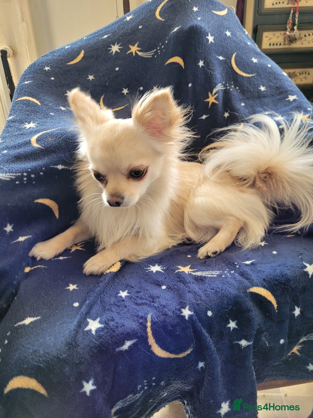 Chihuahua dogs for stud: Duties only not for sale in Liskeard - Image 9