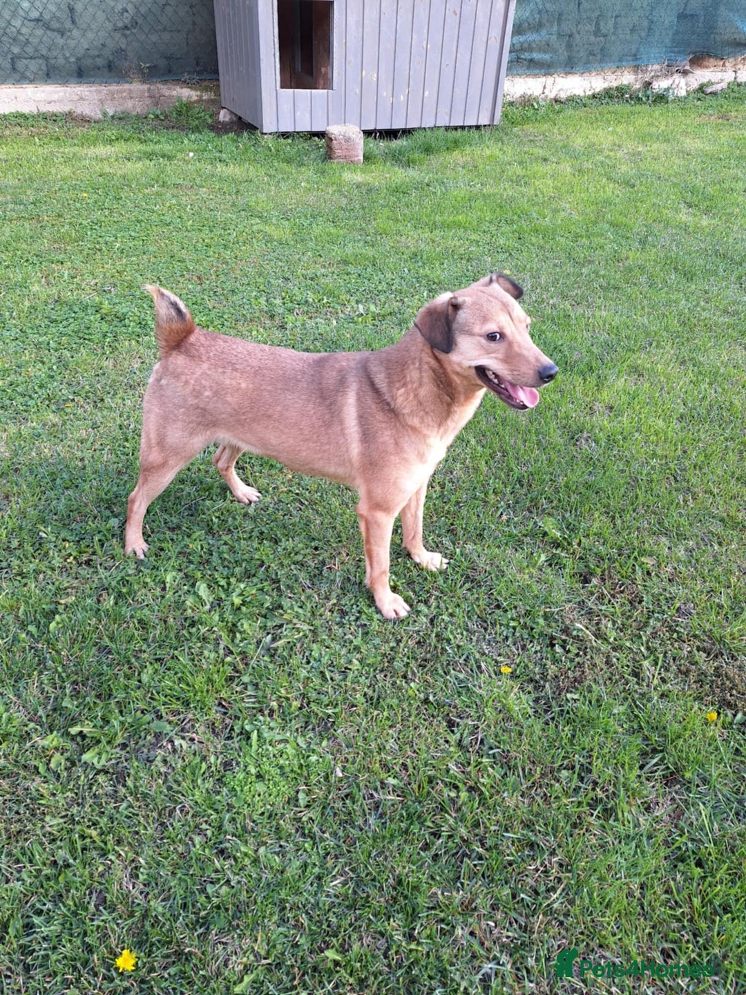 Mixed Breed dogs for adoption: Fajitas for adoption - Image 10