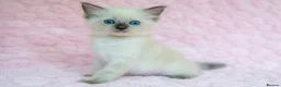 Ragdoll cats for sale: Stunning Ragdolls Ready Now. - Advert 3