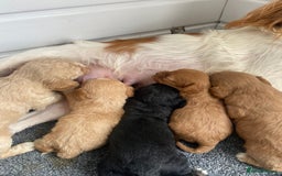 Cavapoo dogs for sale: Cavapoo puppies  - Image 1