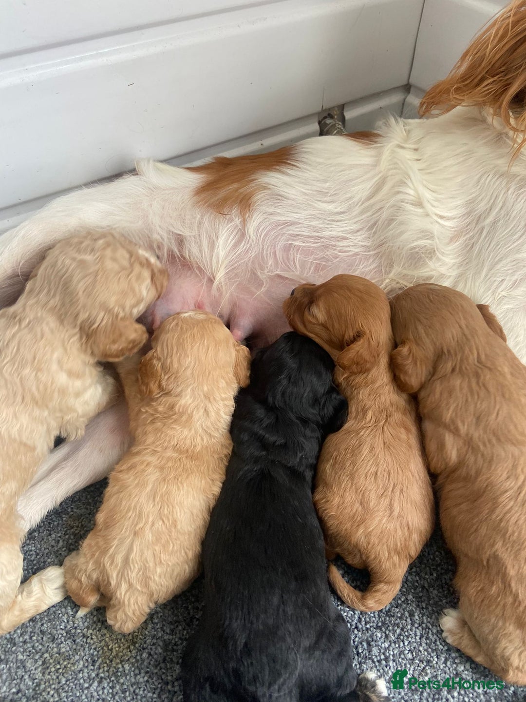 Cavapoo dogs for sale: Cavapoo puppies  - Image 1