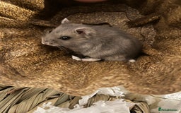 Hamster rodents for sale: Russian Dwarf Hamster Male 12 weeks - Image 1