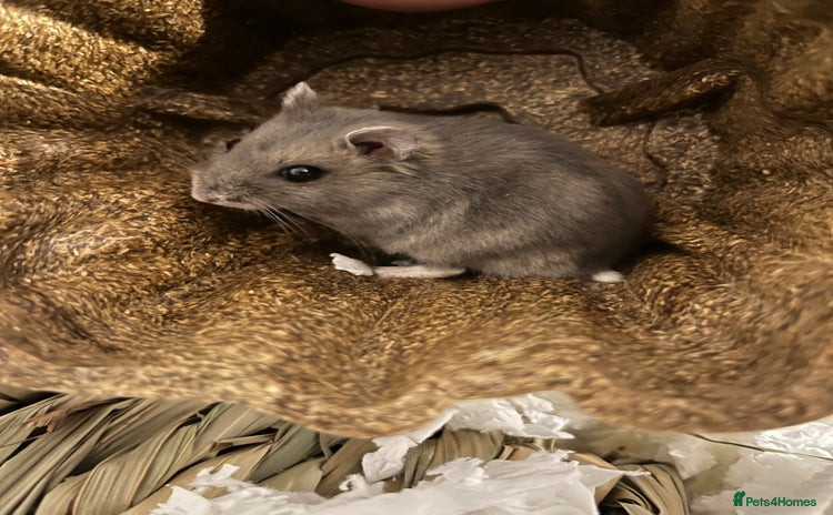 Hamster rodents - Advert 2