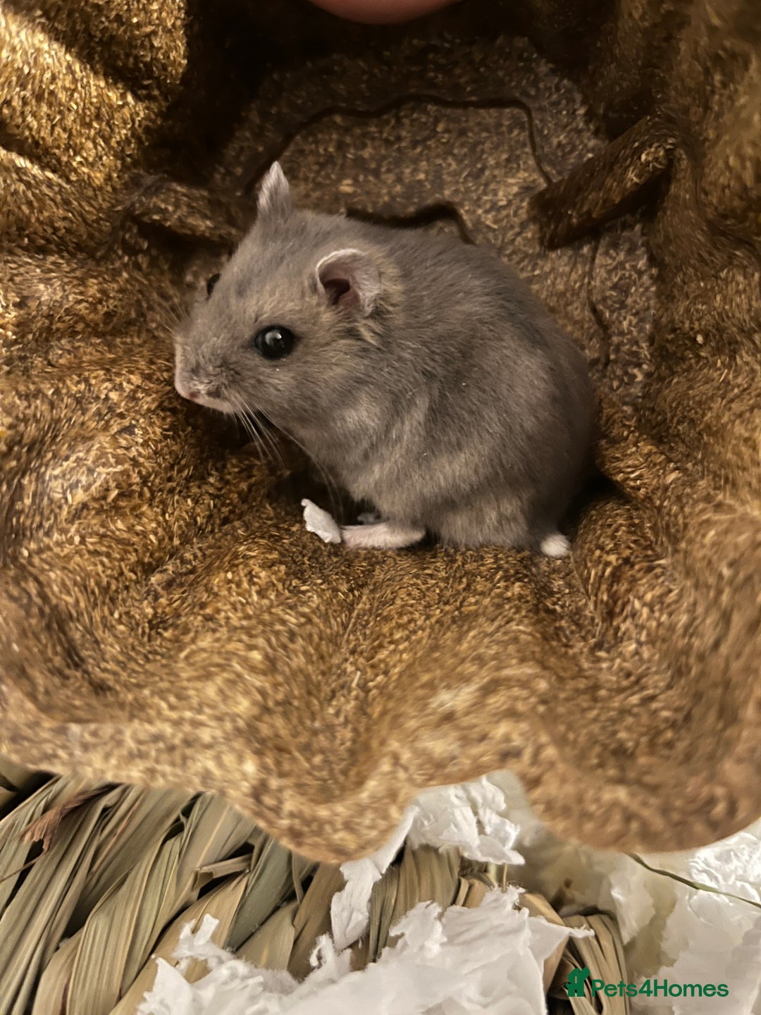 Hamster rodents for sale: Russian Dwarf Hamster Male 12 weeks - Image 1