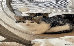 Mixed Breed cats for sale: Beautiful mixed tabby kittens - Image 6