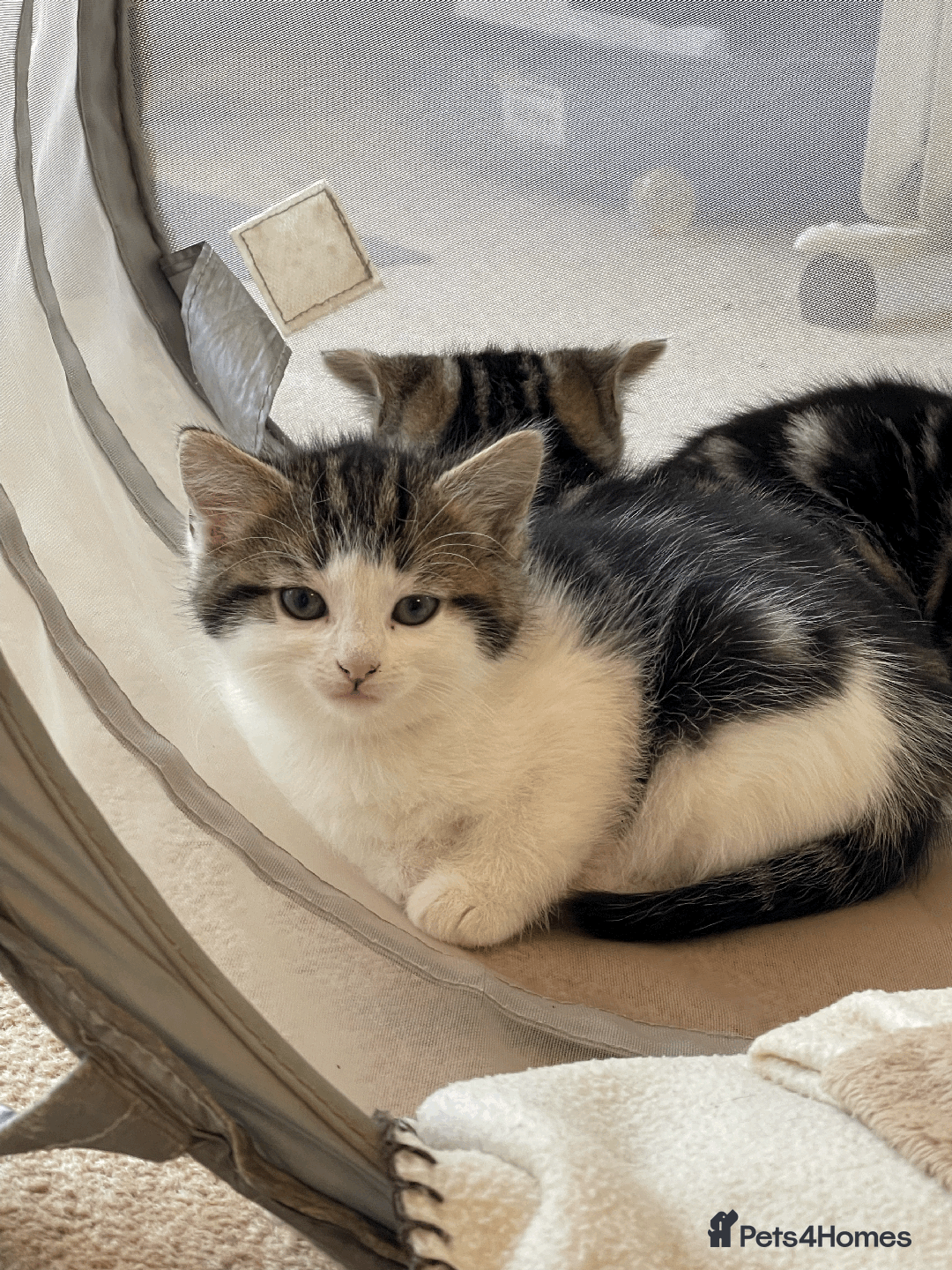 Mixed Breed cats for sale: Beautiful mixed tabby kittens - Image 6