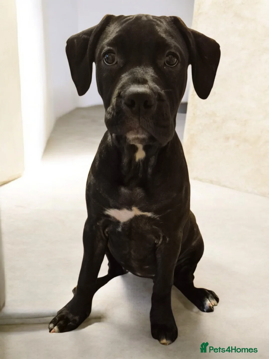 Mixed Breed dogs for sale: Bullmastiff Cross Puppies  - Advert 25