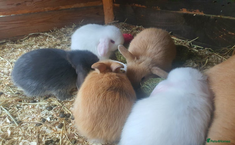 Mini Lop rabbits - Advert 1