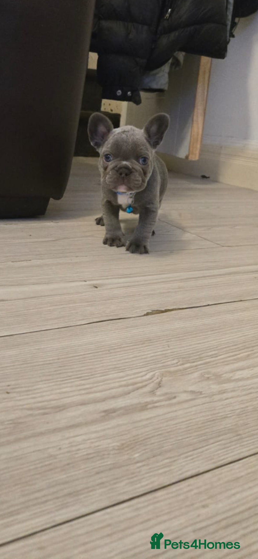 French Bulldog dogs for sale: French bulldog puppies - Image 10