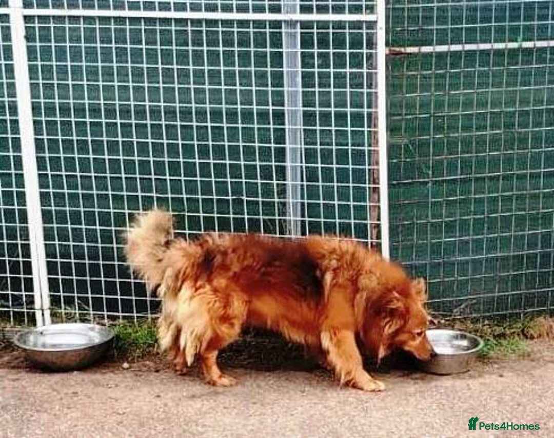Mixed Breed dogs for adoption: MONTY – an example of Resilience and Devotion - Advert 2