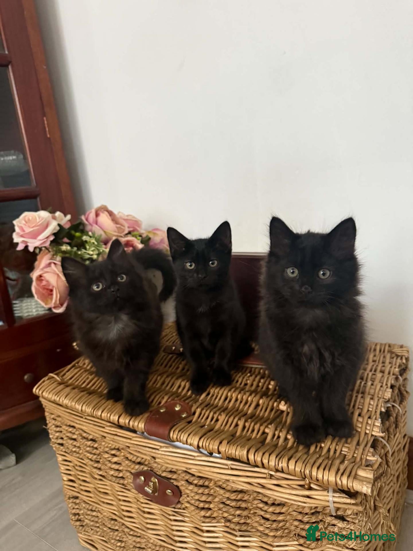 Mixed Breed cats Kittens - Advert 6