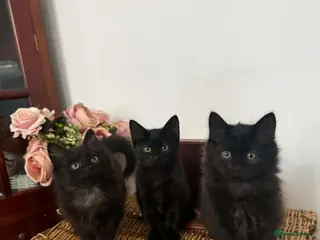 Mixed Breed cats Kittens - Advert 1