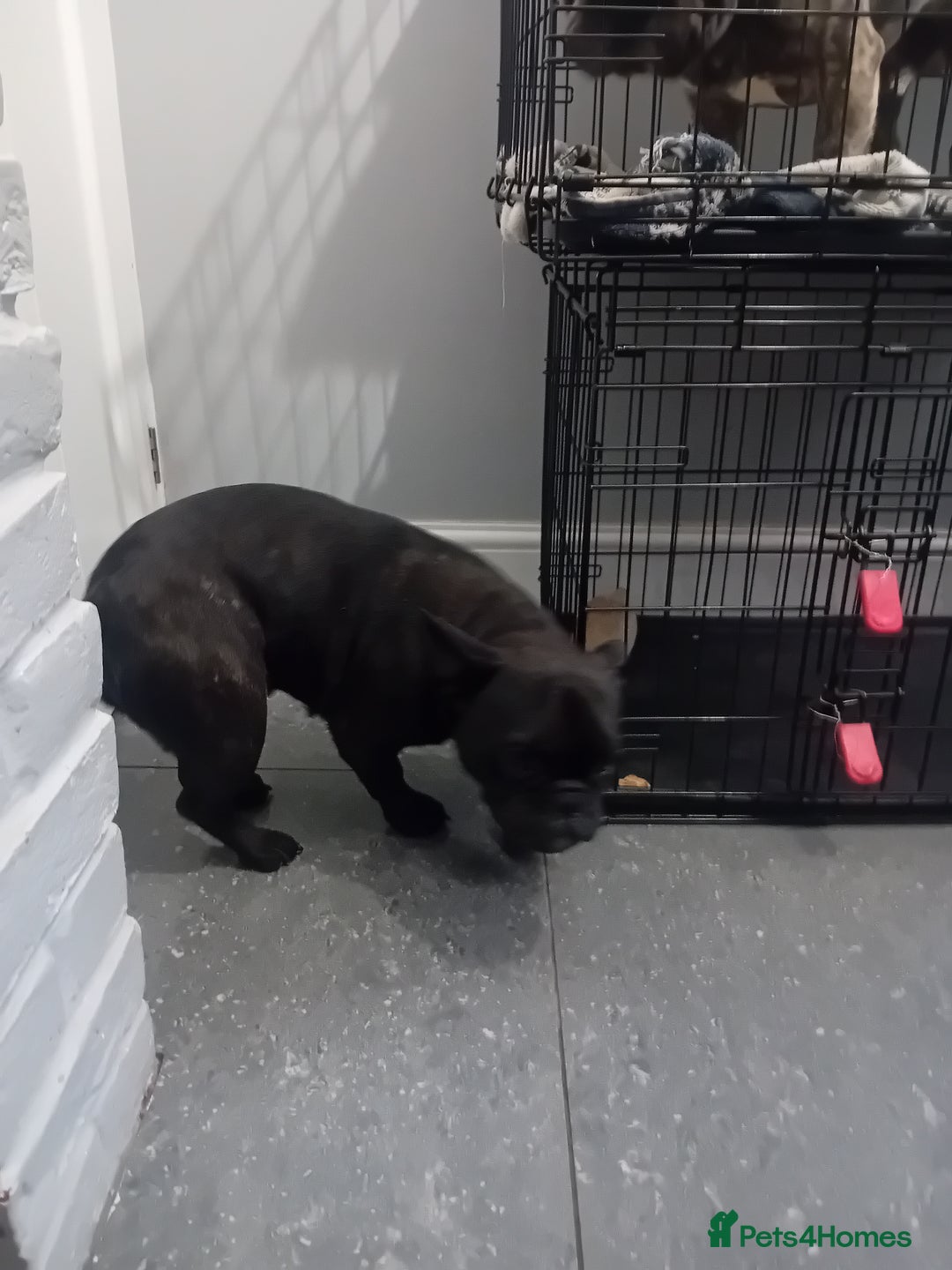 French Bulldog dogs for sale: French bull dog - Image 8