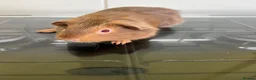 Guinea Pig rodents for sale: 3 Baby Guinea pigs for sale ready now  - Advert 6