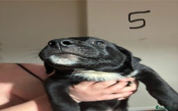 Mixed Breed dogs for sale: 8 week old German shepherd/ Labrador cross pups   - Image 13