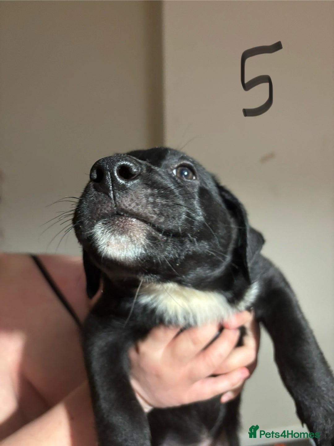 Mixed Breed dogs for sale: 8 week old German shepherd/ Labrador cross pups   - Image 13