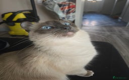Mixed Breed cats for sale: Perfect boy - Image 9