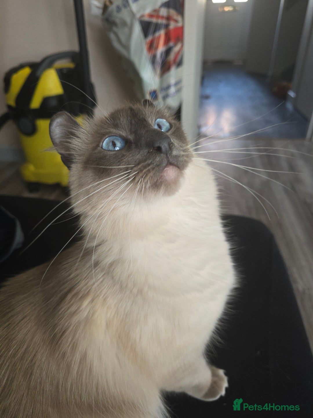 Mixed Breed cats for sale: Perfect boy - Image 9