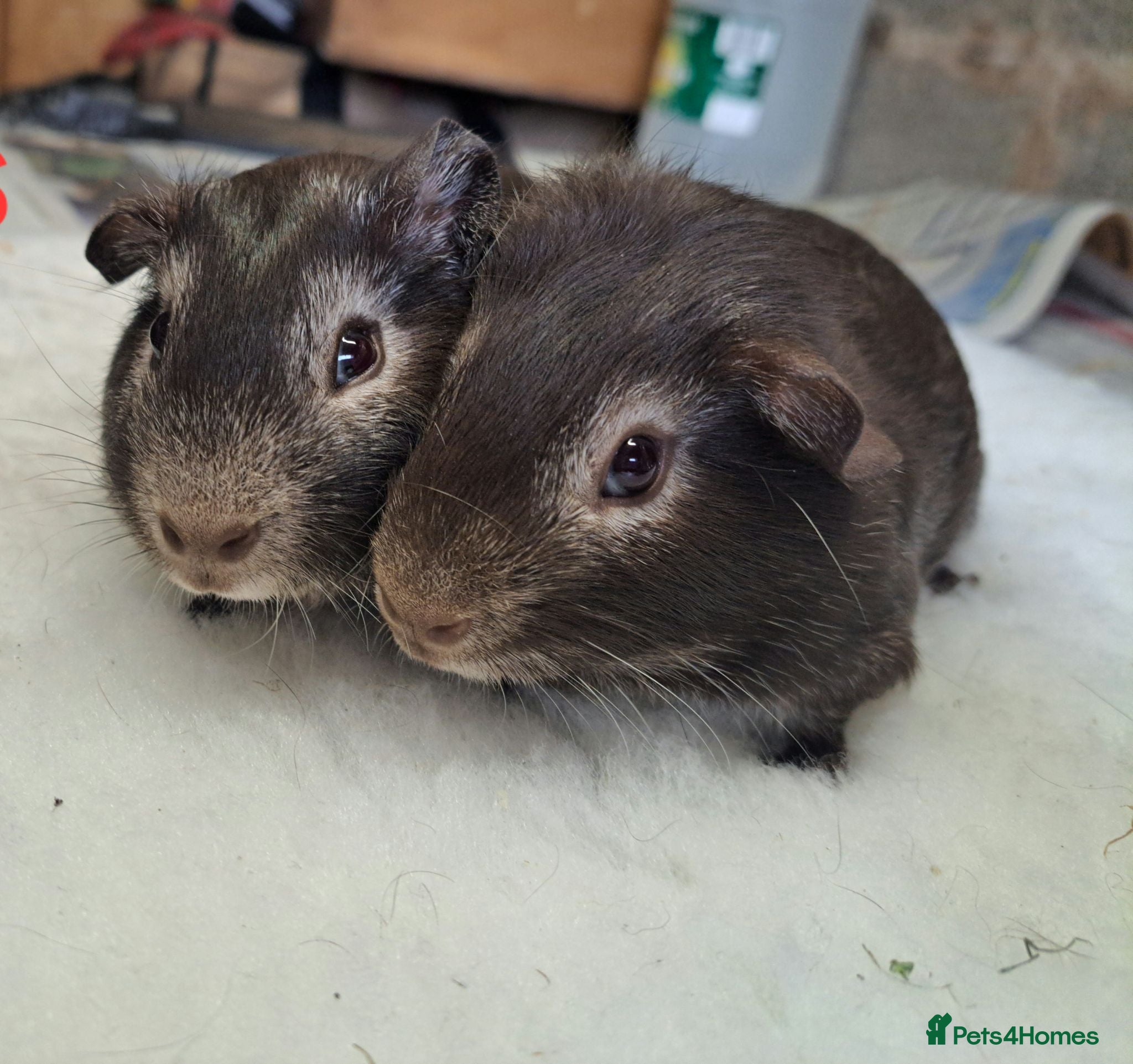Guinea Pig rodents Guinea pig boars for sale  - Advert 1