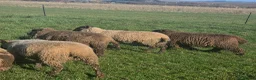 Sheep livestock for sale: Selection of Very tame sheep  in Laurencekirk - Advert 11