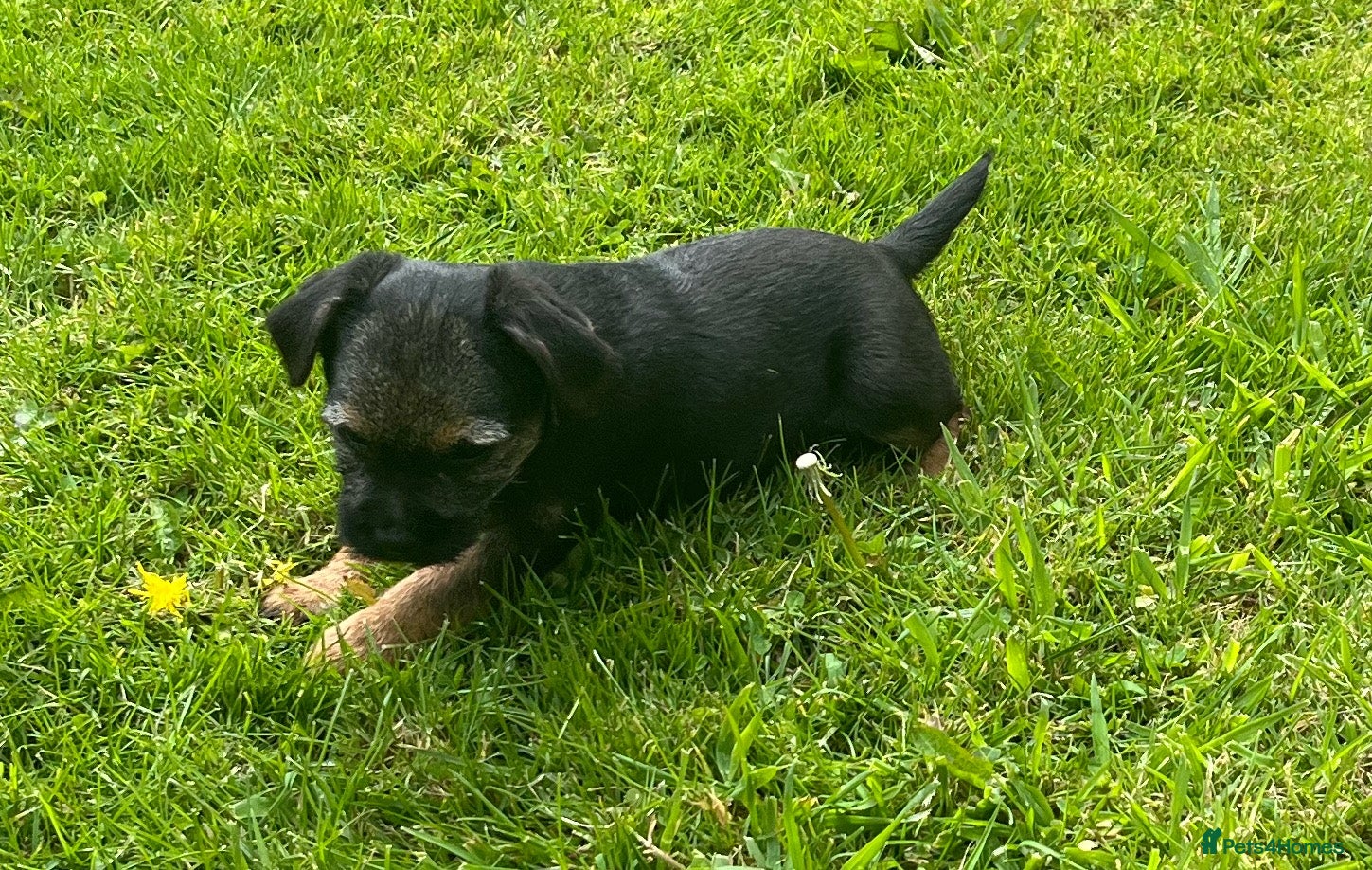 Border Terrier dogs Border Terriers Ready for a Loving Forever Home - Advert 2