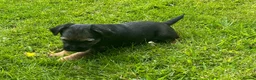 Border Terrier dogs for sale: Border Terriers – Ready for a Loving Forever Home - Advert 11
