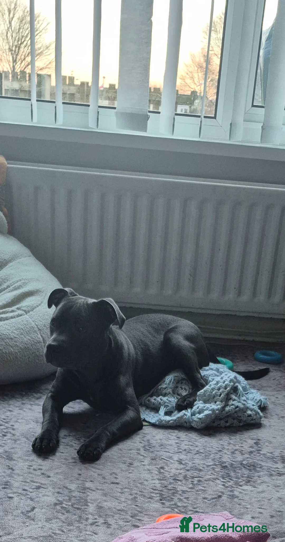Staffordshire Bull Terrier dogs for sale: Male blue staffordshire bull terrier in Durham - Advert 3