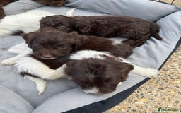 Mixed Breed dogs for sale: Beautiful cockapooXspringer puppies - Image 6