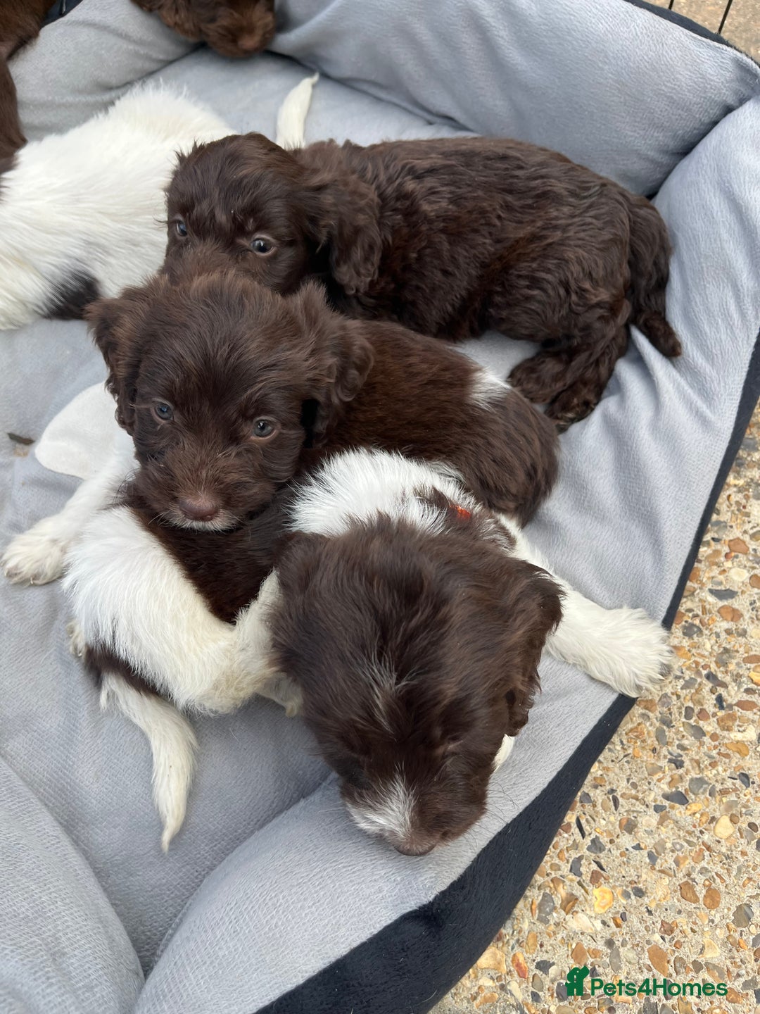 Mixed Breed dogs for sale: Beautiful cockapooXspringer puppies - Image 6