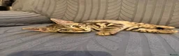 Bengal cats for sale: Bengal X Tabby kittens Available!!  - Advert 4
