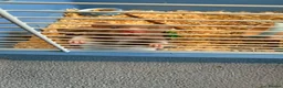 Hamster rodents for sale: Male hamster in Crewe - Advert 2