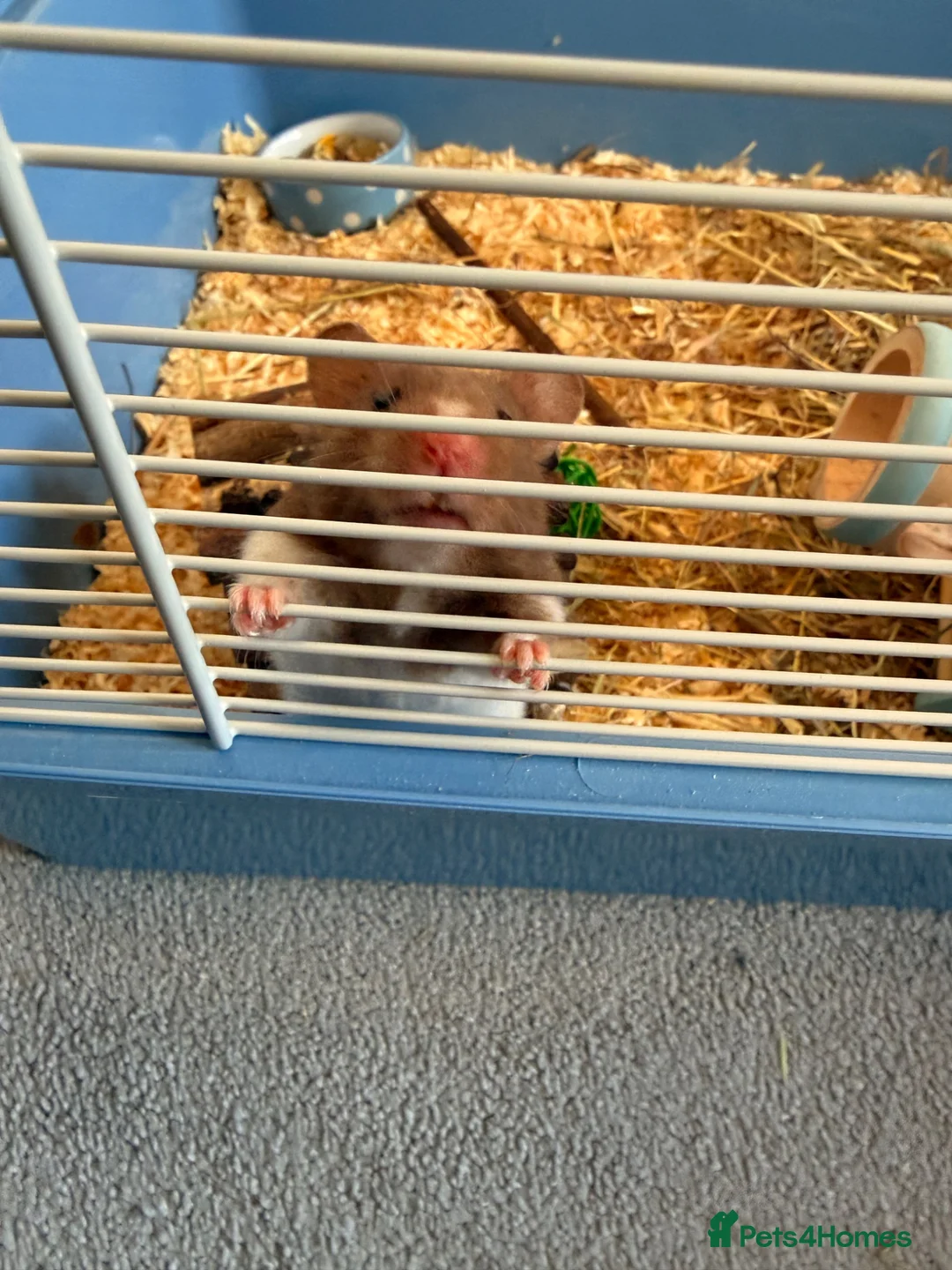 Hamster rodents for sale: Male hamster in Crewe - Advert 2