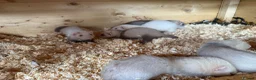 Ferret rodents for sale: 7 week old baby ferret kits  - Advert 3